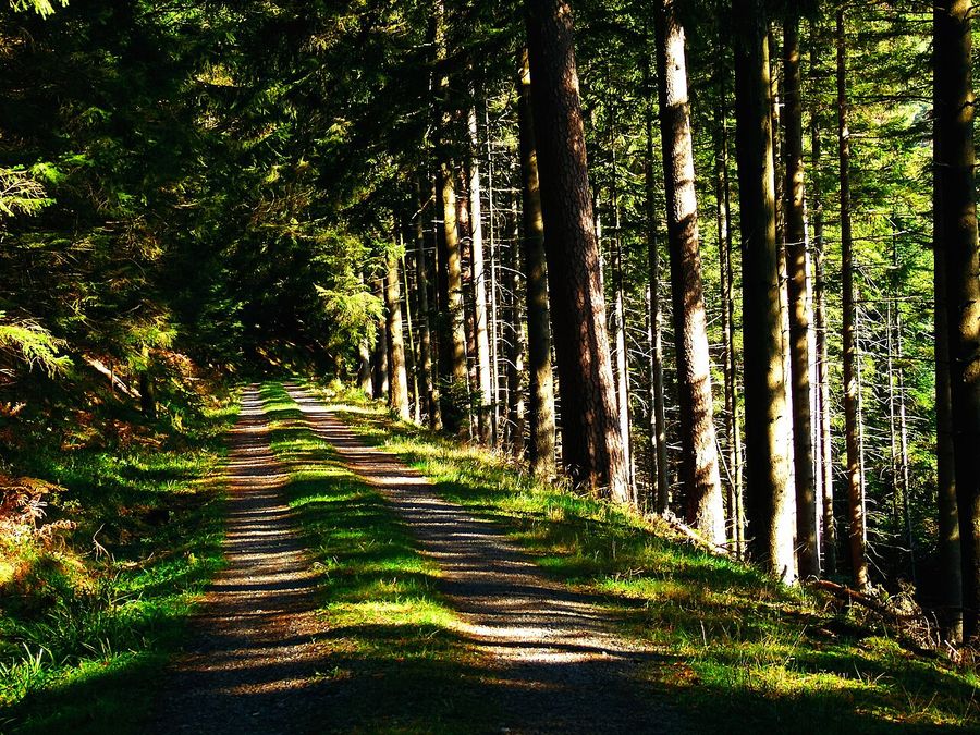 Chemin forestier ensoleillé bordé de grands résineux, avec des taches de lumière sur le sol.