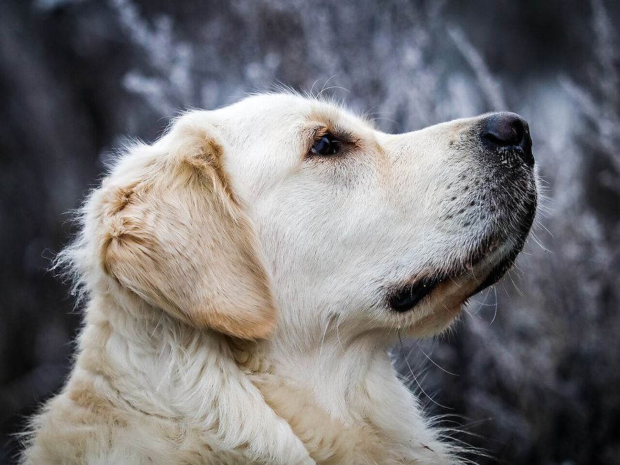 Profil d'un golden retriever devant un fond de branches givrées.